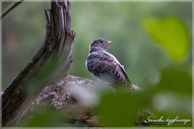 IMG_0917.jpg IMG_0917.jpg