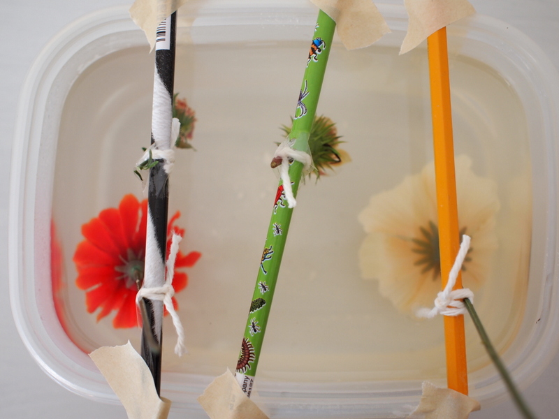 Make Borax Crystal Flowers Pink Stripey Socks