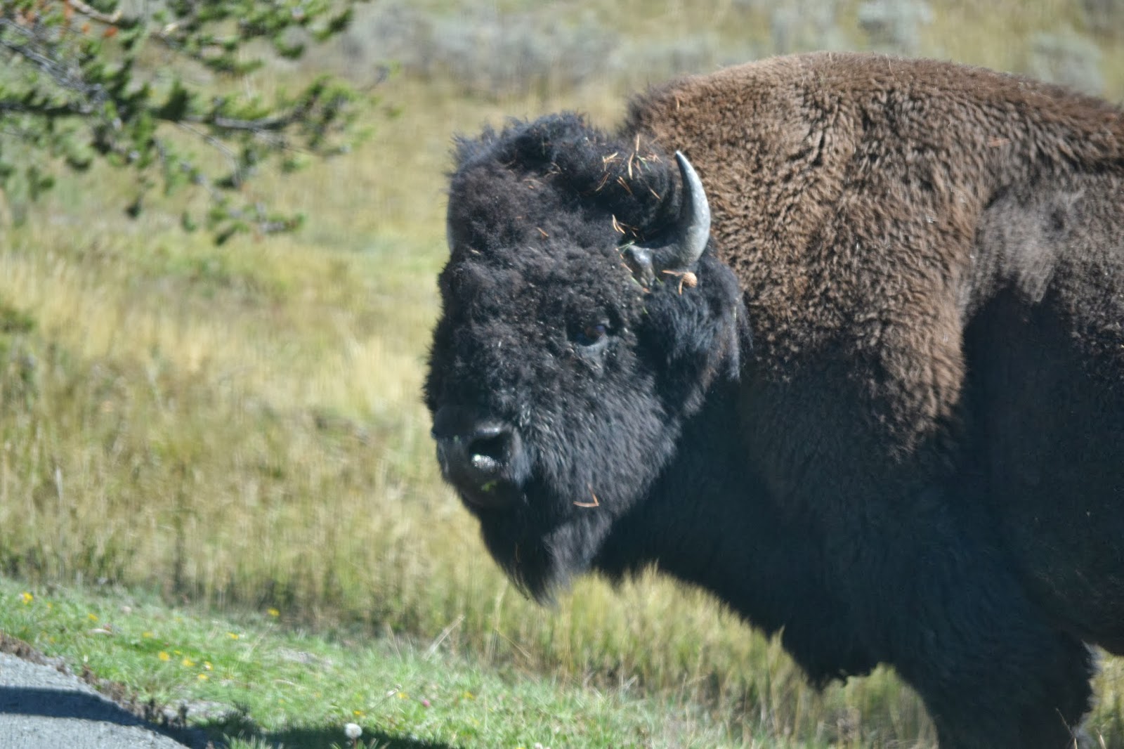 Tracie's Journal More of Yellowstone and KINDLE DISCOUNT ON ICECUTTER