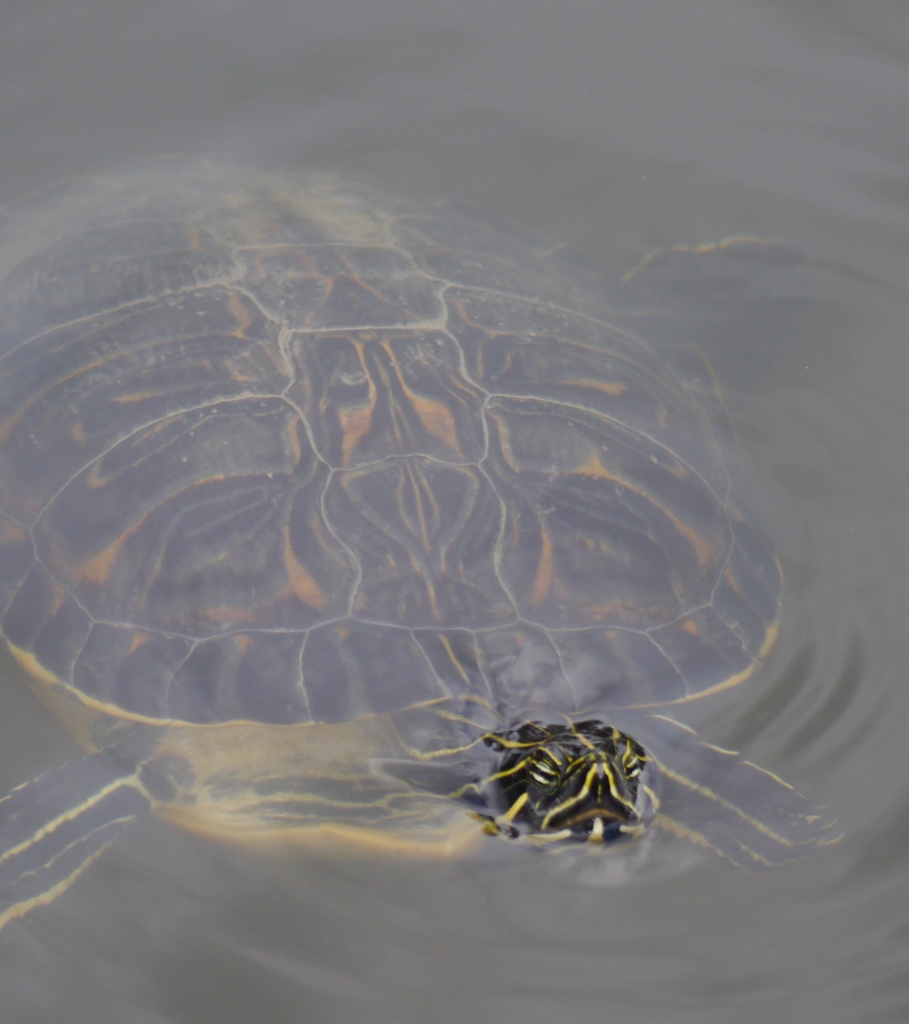Cape Coral Floride Tortue River Cooter
