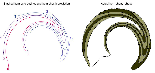 Bovid+horn+recon+Witton+2017.jpg