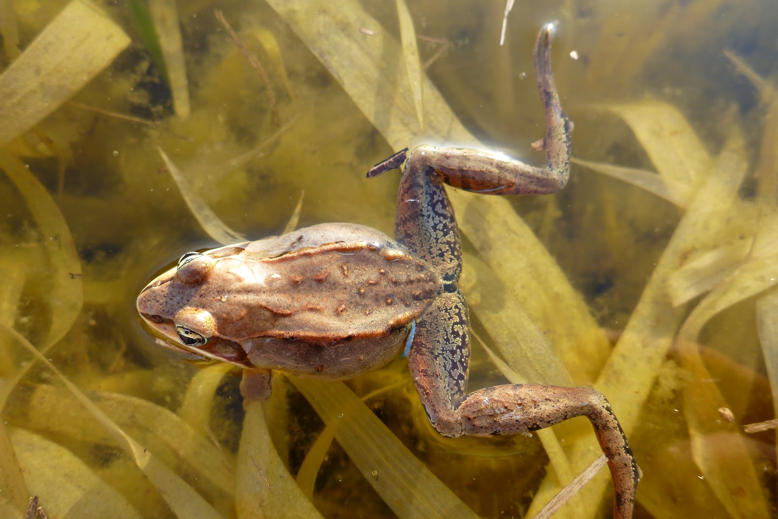 Nature in Ontario's Banana Belt Frogs at Clark Wright Day 2