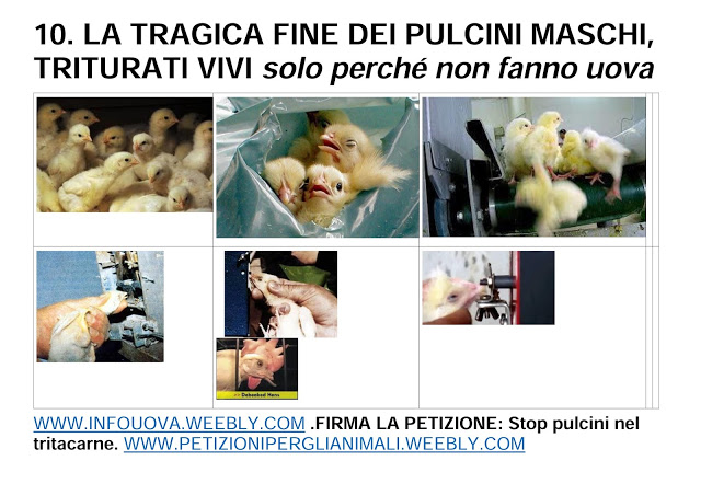 VIDEO DA TRASFORMARE IN GIF. CRUDELTA' ALLEVAMENTI PULCINI, POLLI, GALLINE OVAIOLE. Tratto dalle in