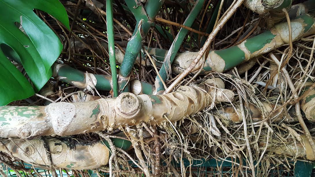 HOW TO GROW THE SWISS CHEESE PLANT Monstera deliciosa The Garden of