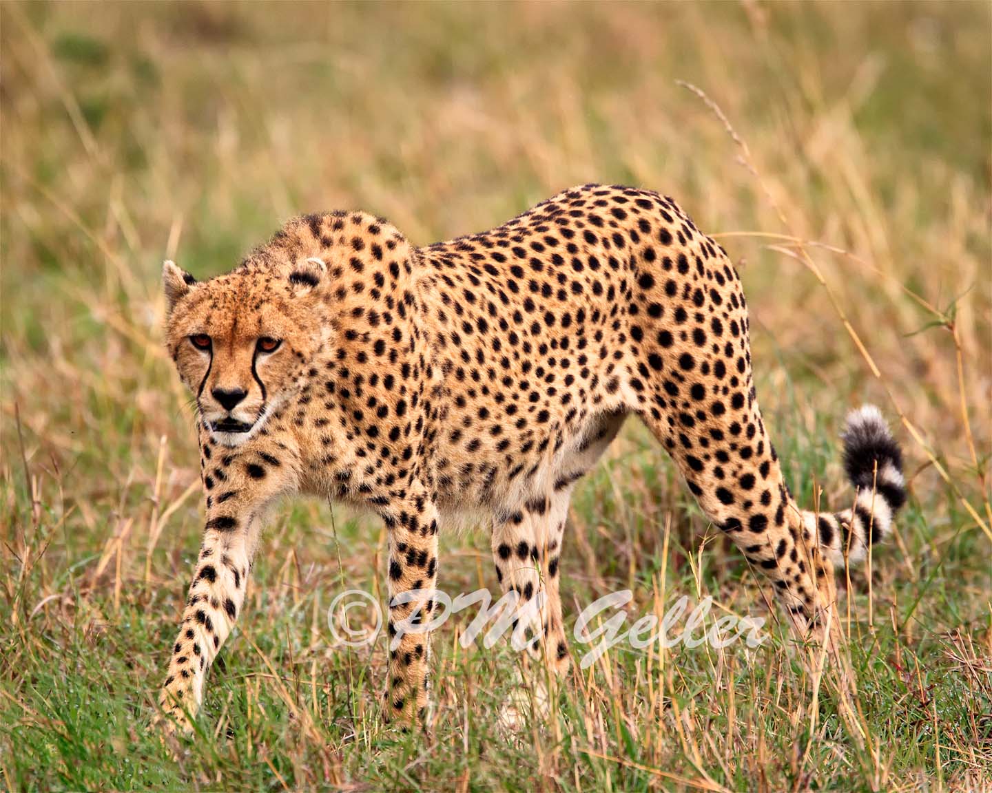 Cheetah Hunting Dangerous Game Hunt Big Cat Pic #24