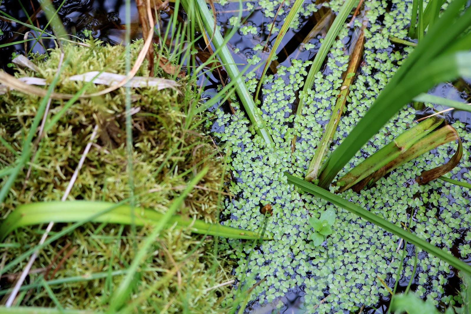 Seedless Vascular Plants, Nonvascular Plants &amp; Nature