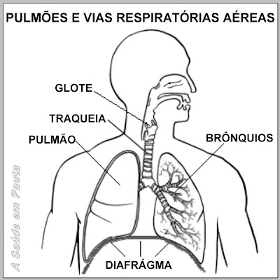 Pulmões e vias respiratórias aéreas. Localização do diafrágma, responsável pelos soluços.