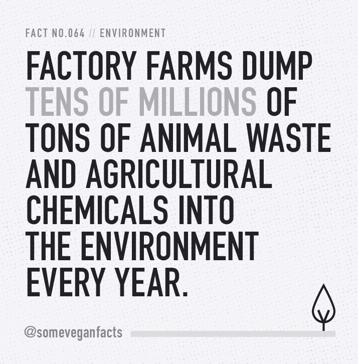 Air And Water Pollution Impact Of Animal Farming on The Environment