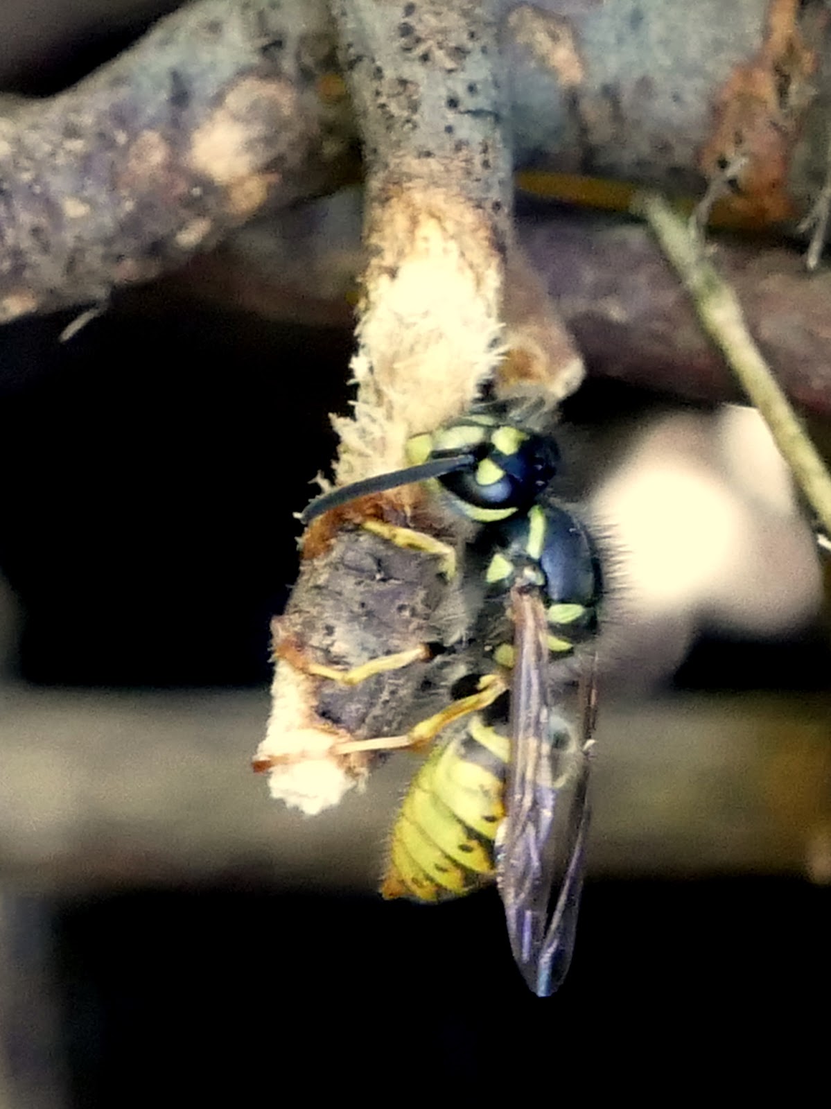 Peter Lovett's ramblings A Common Wasp chewing wood to make a "paper