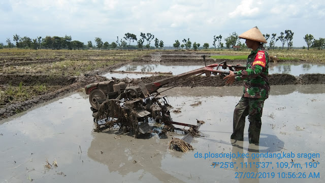 Babinsa Plosorejo Bantu Petani Bajak Sawah Dengan Traktor Babinsa Plosorejo Bantu Petani Bajak Sawah Dengan Traktor