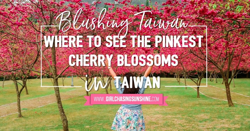 Blushing Taiwan Where to See the ‘Pinkest’ Cherry Blossoms in Taiwan