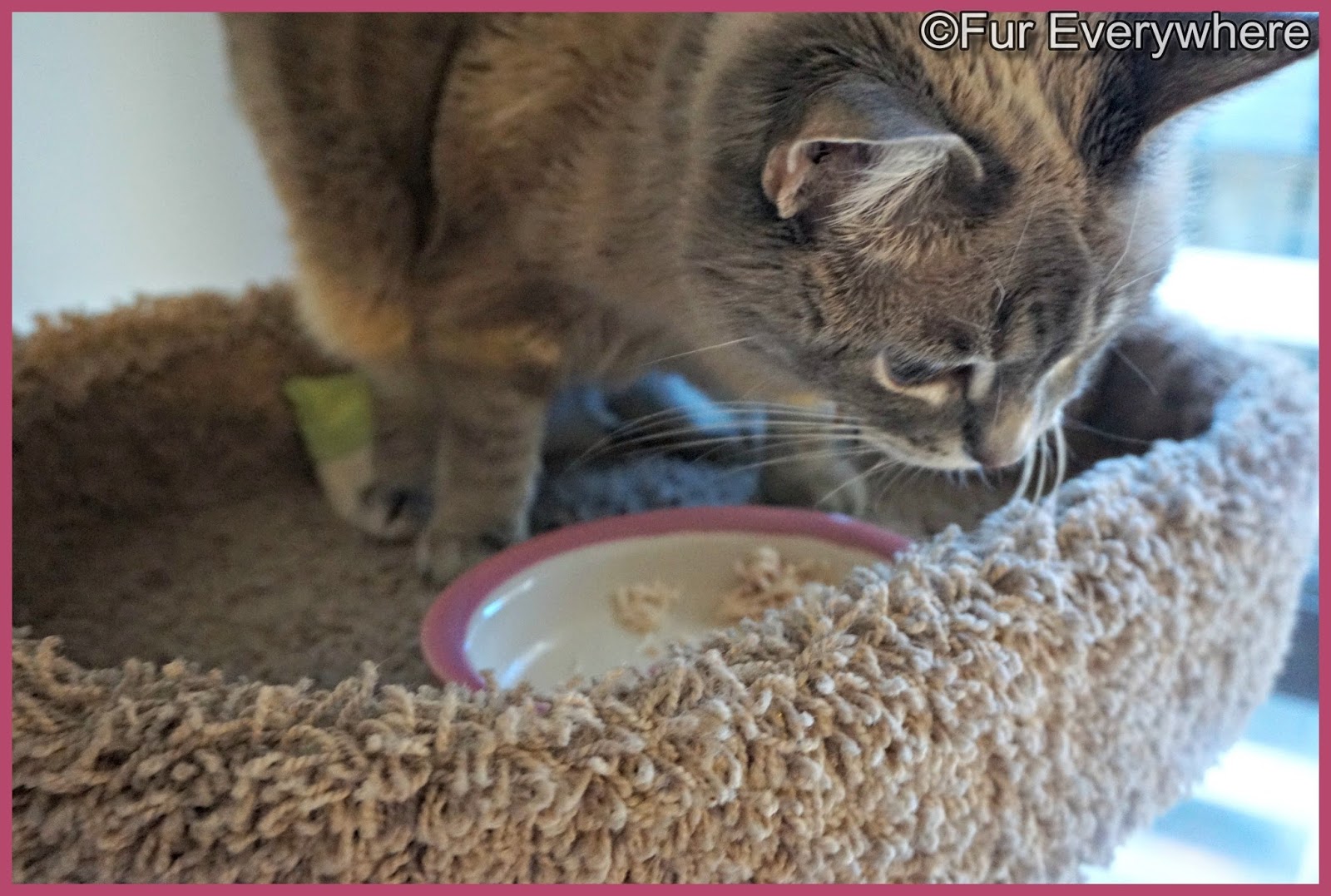 Fur Everywhere Tiki Cat Gourmet Carnivore Variety Pack Review