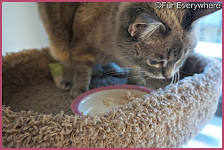 Milita enjoys some Tiki Cat Chicken with Turkey canned cat food.