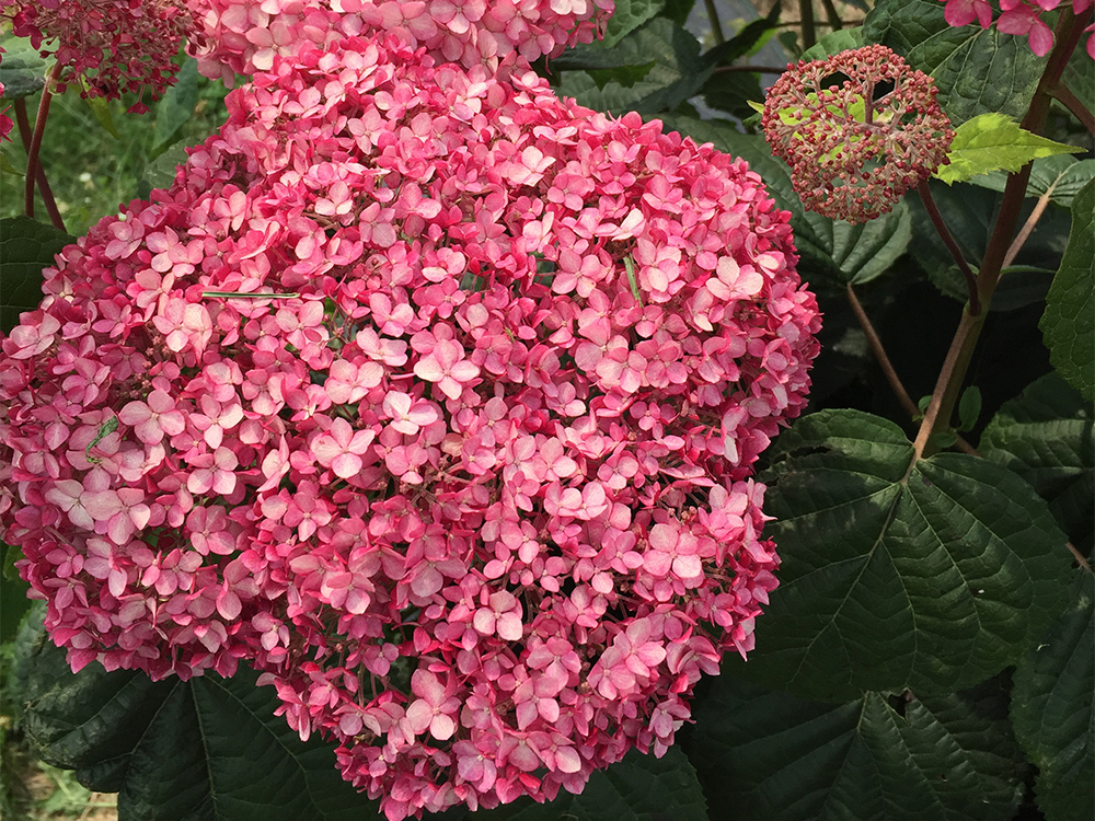 Proven Winners Colorchoice Plant Of The Week Plant Of The Week