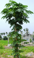 daun betik , Carica papaya Linn