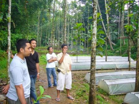 JATI SAS teak plantation