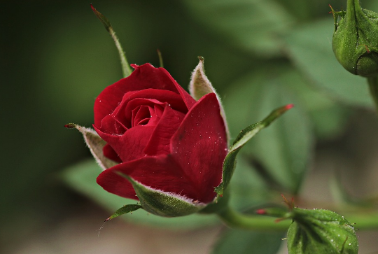 17+ Setangkai Bunga Mawar Berduri Gambar Bunga Indah
