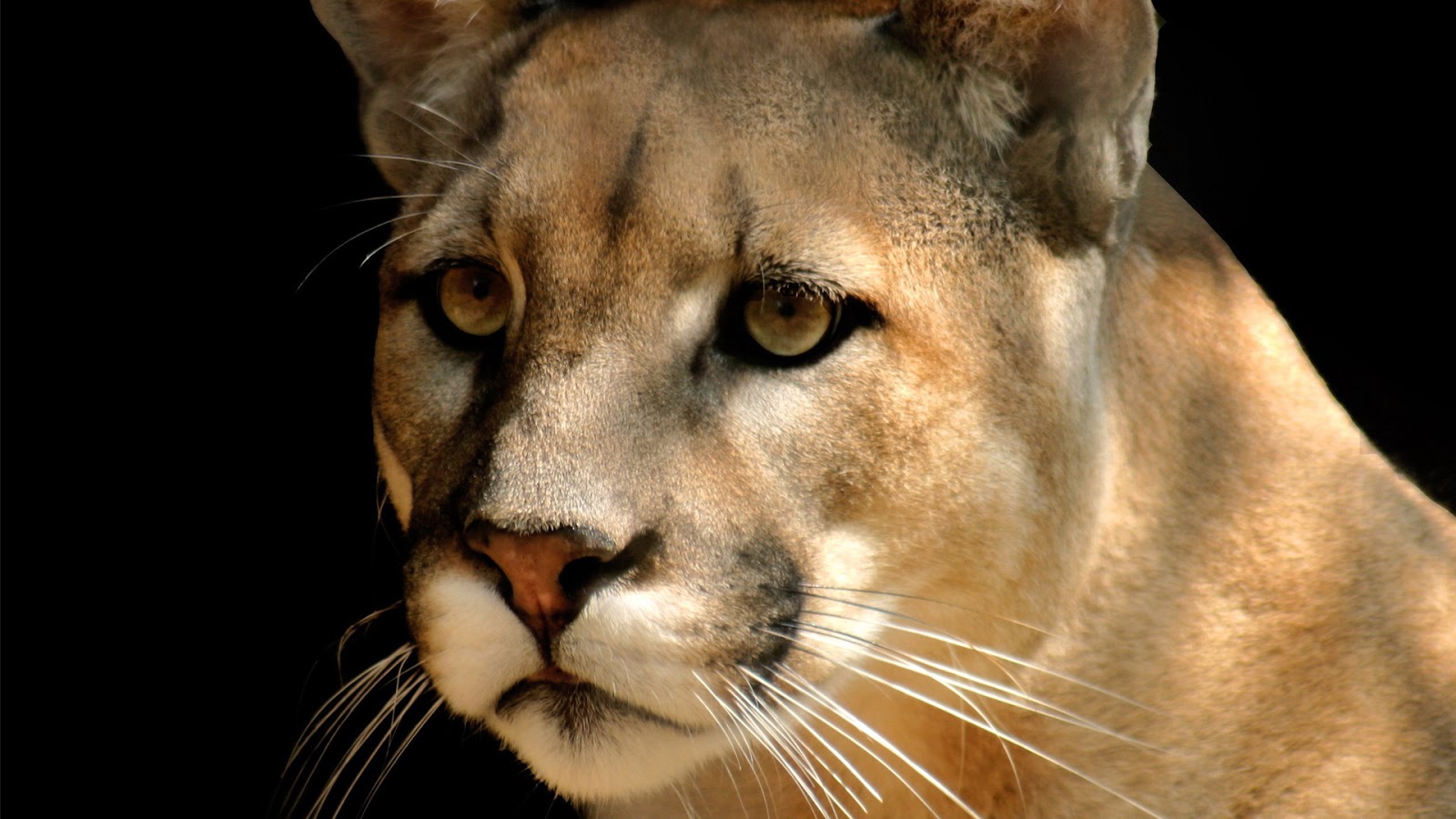 Mountain Lion - Cougar HD Wallpapers