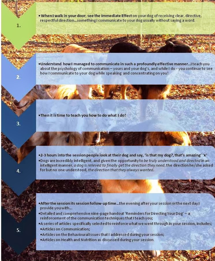 Ottawa Valley Dog Whisperer Ottawa Puppy Training, In Your Home with Ottawa’s Dog Whisperer