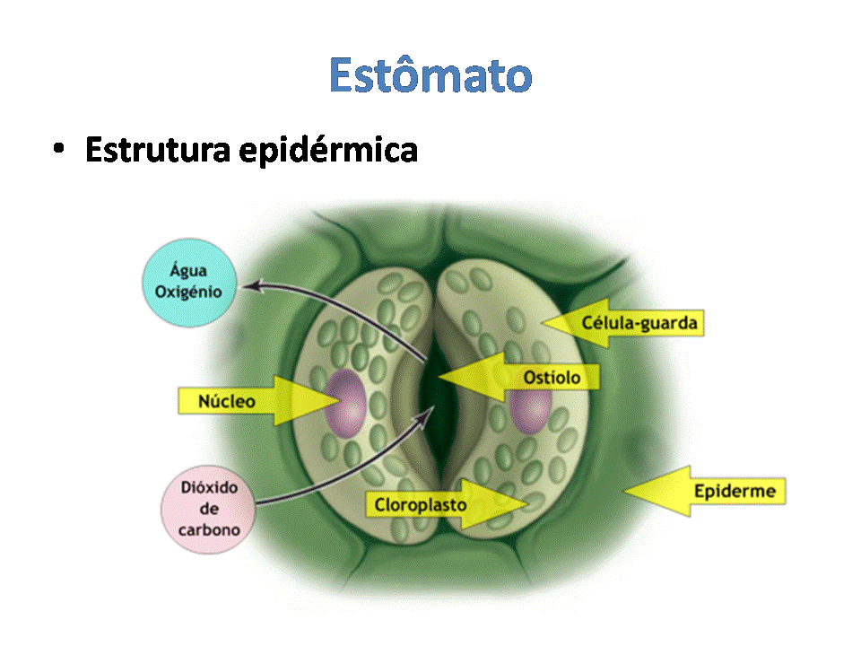 Biologia Estômato