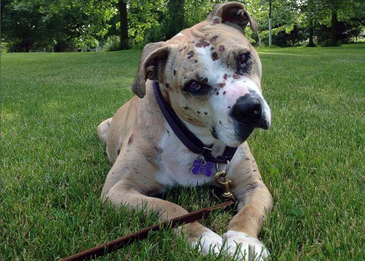 The Specials: Adopting a bait dog Rescuing and adopting a former bait dog