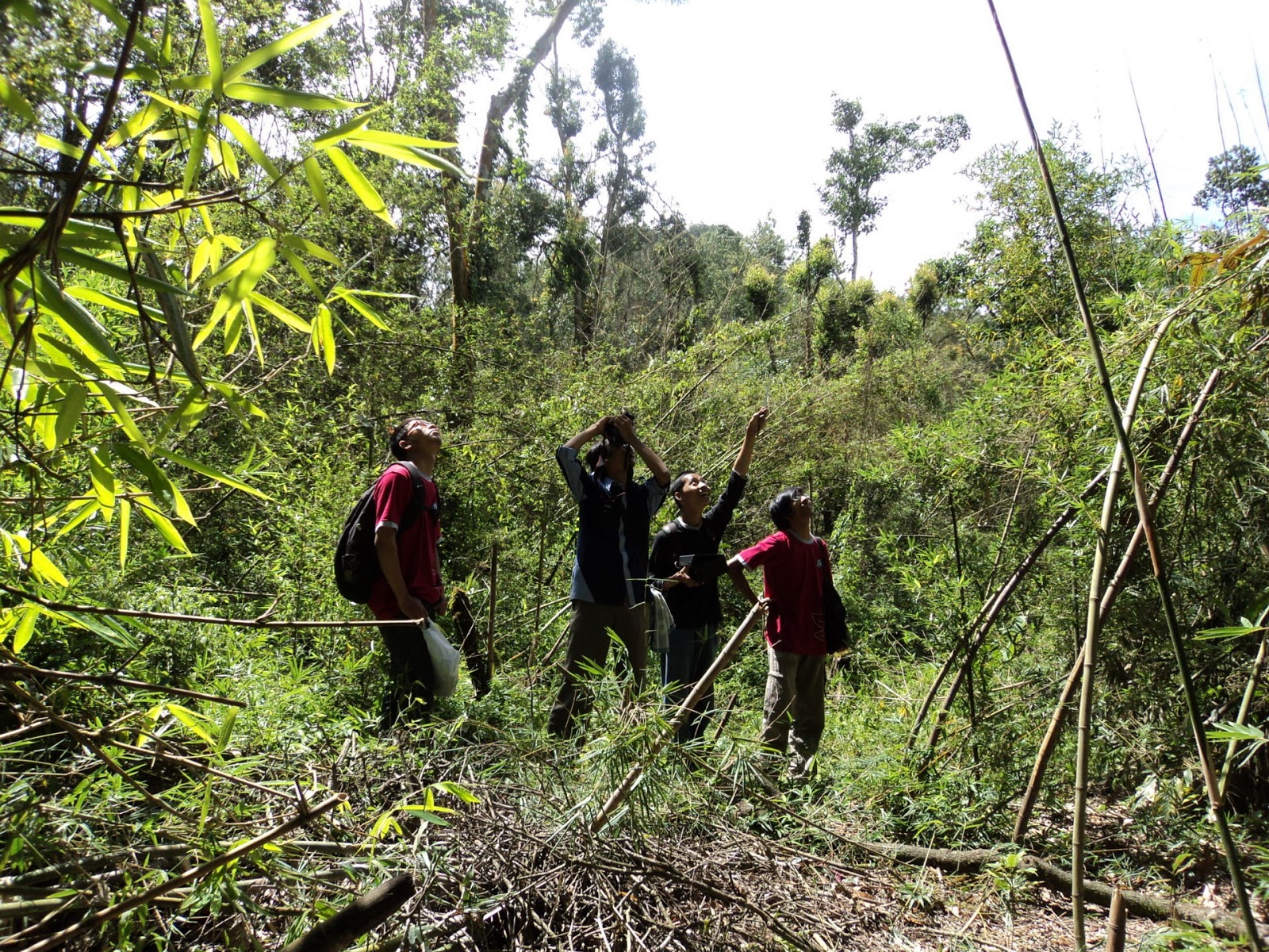 Keindahan dan Kesejukan Hutan Bukit Turgo Taman Nasional 