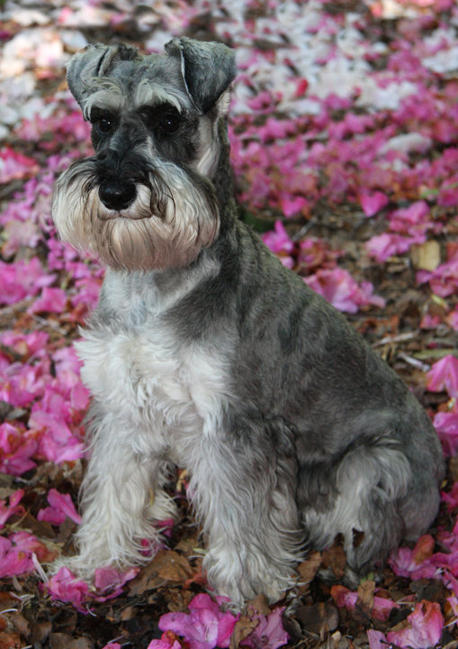 Dog Bed Miniature Schnauzer Dog Bed Miniature Schnauzer