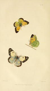 Entomology (insects) illustration books  Read online or download.
