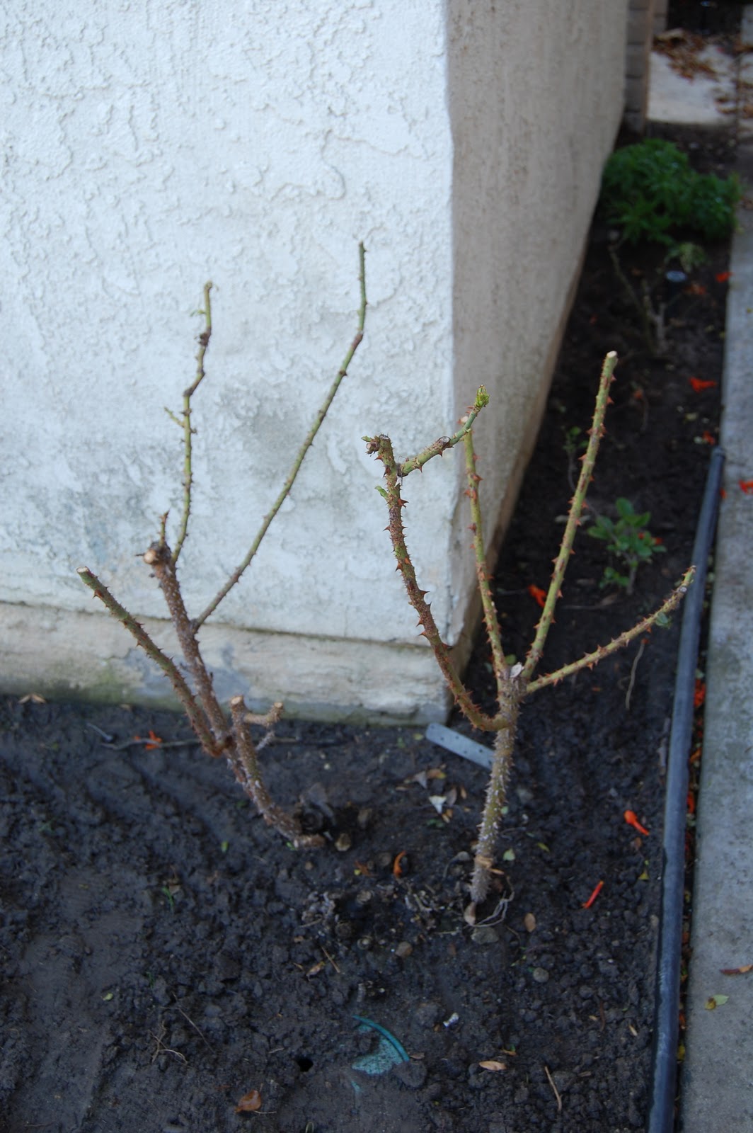 Living Within and How to Care for Roses Annual Pruning