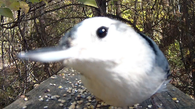 White Breasted Nuthatch Attacks Camera