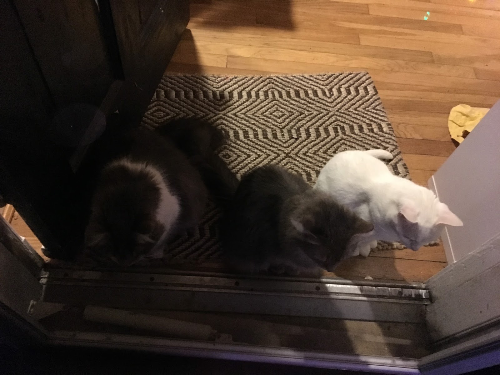catsdoor.jpg