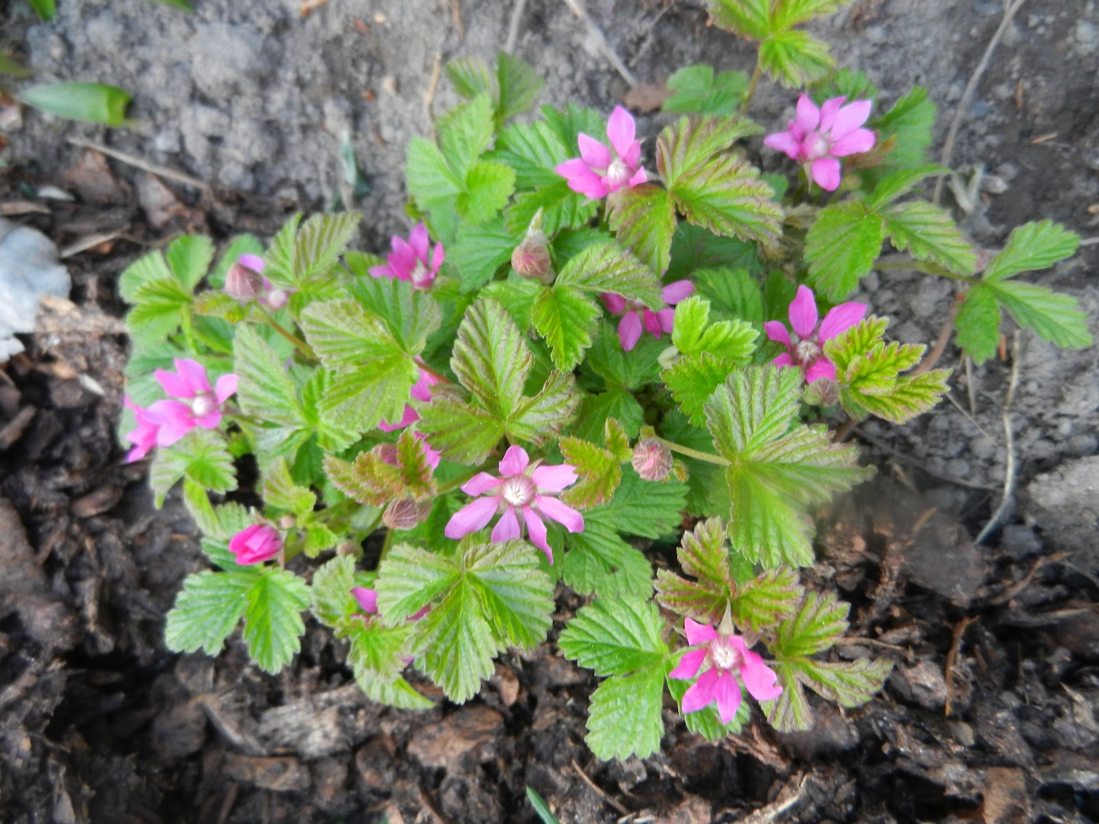 Karins Värld : Åkerbär...mmmm