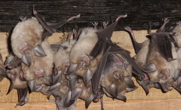 DWT Homes for bats appeal. Roosting Greater Horseshoe Bats Photo copyright John J Kaczanow All rights reserved)