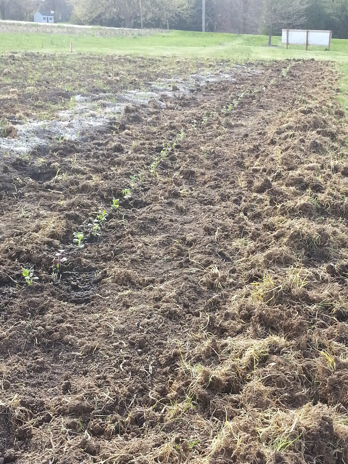 north-carroll-community-school-garden-project