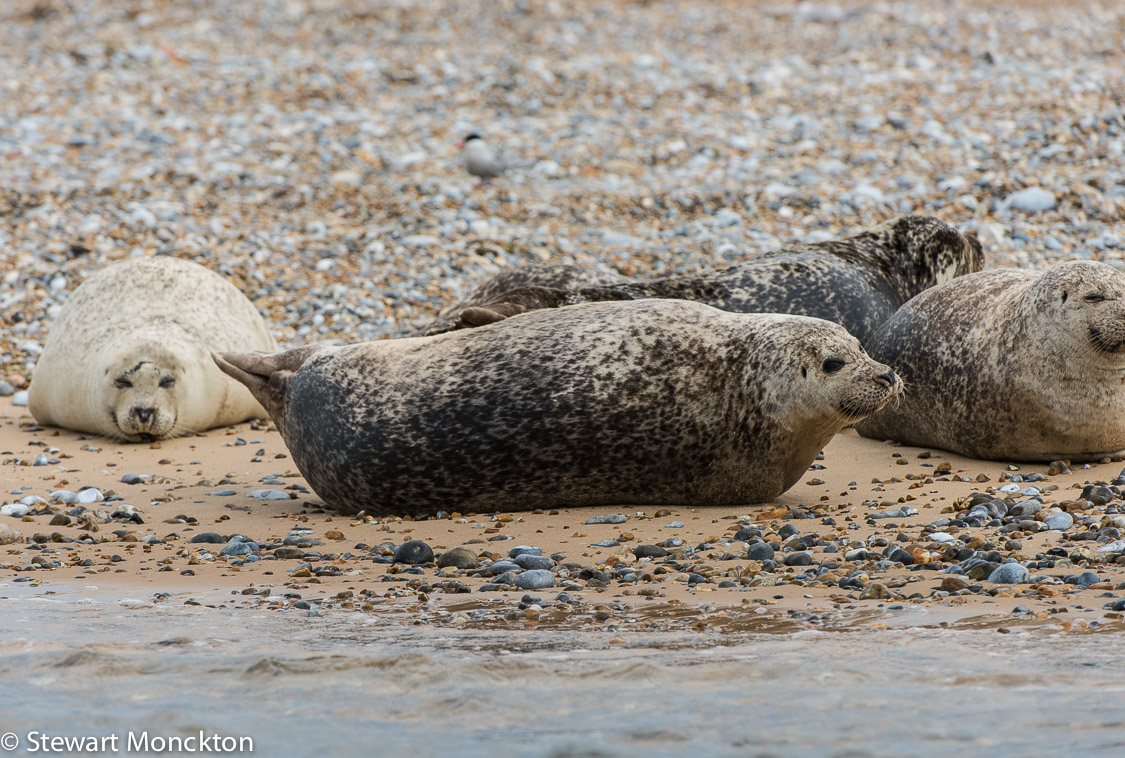 Paying Ready Attention Photo Gallery Blubber at Blakeney Point