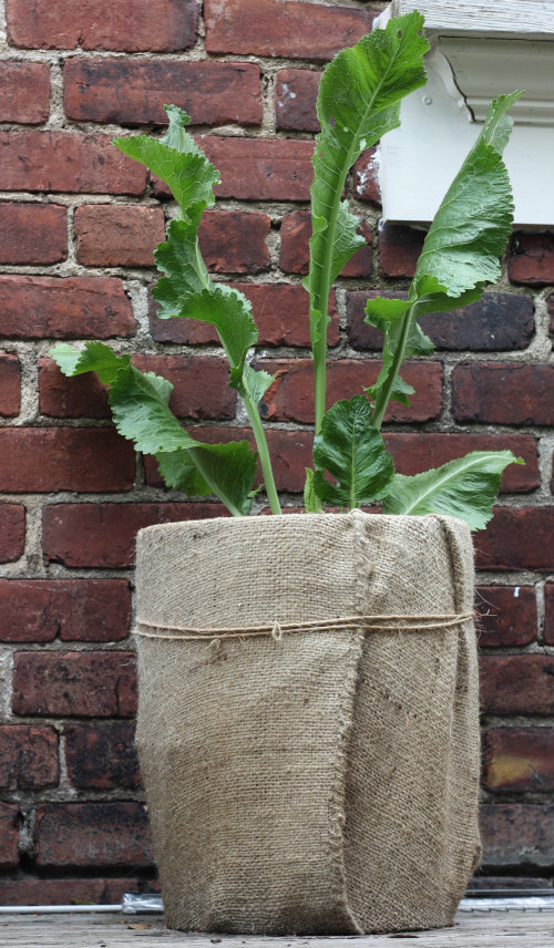 Plant Update Growing Horseradish Root 17 Apart