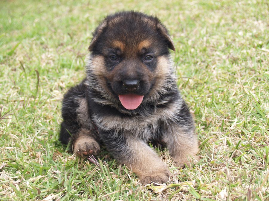 Buy German Shepherd Puppies For Sale Near Me In Northern Ireland UK