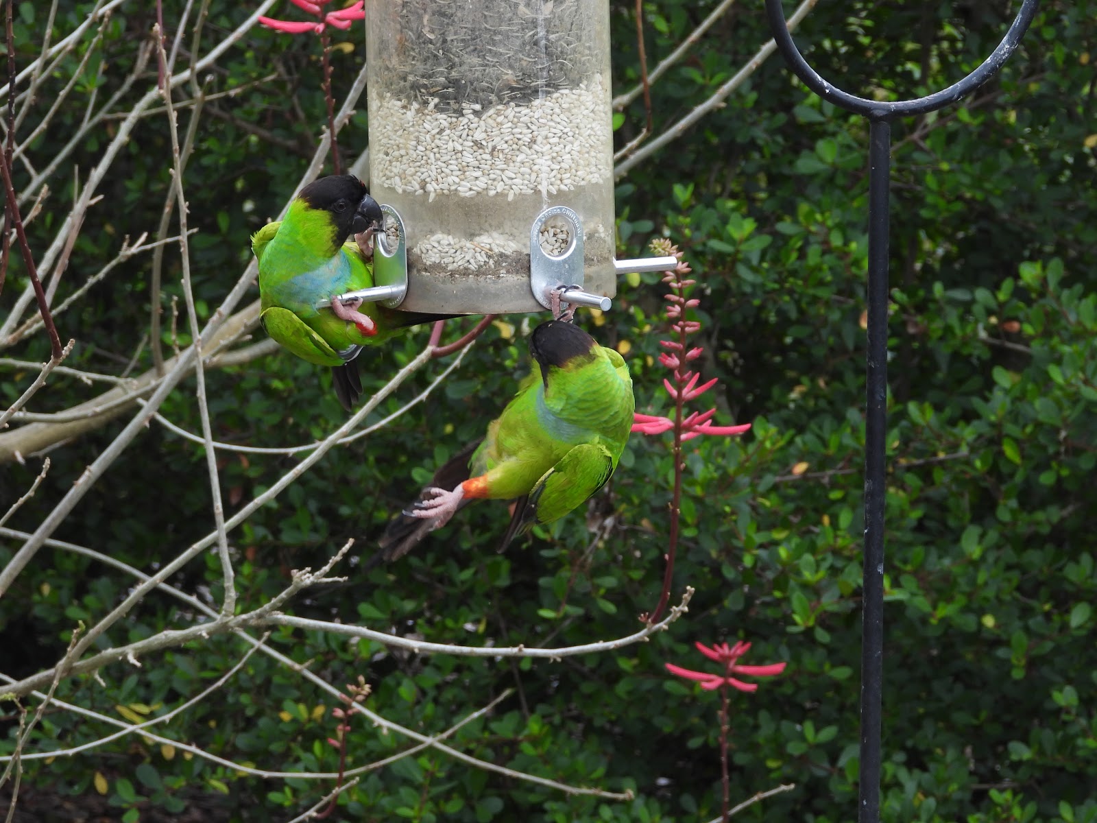 Bird & Travel Photos, Birding Sites, Bird Information NANDAY PARAKEETS