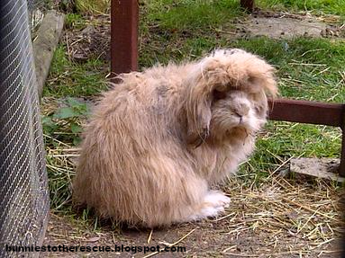 Big Ears Tiny Tales Bad Hair Day