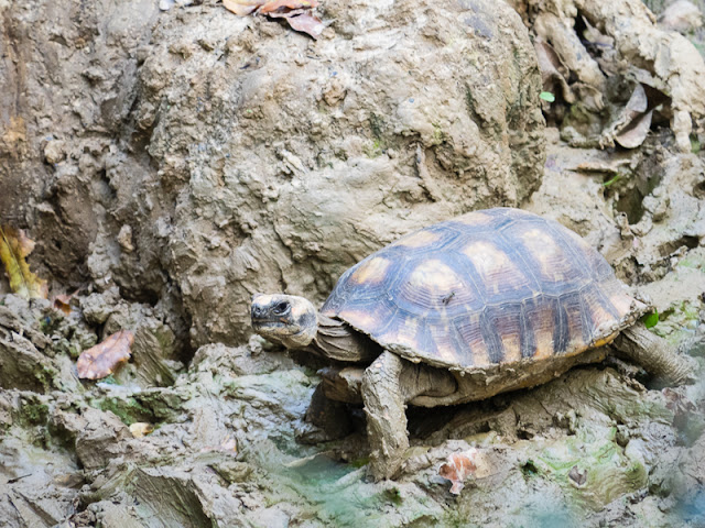 Bo Wildes Wasser Gruner Wald Packrafting Rio Tuichi