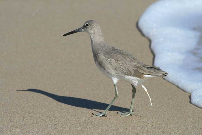 do birds urinate do birds urinate