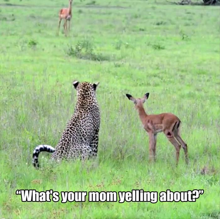 30 Funny Animal Captions Part 38 30 Pics Amazing Creatures