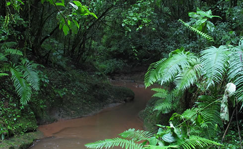 Que significa soñar con selva