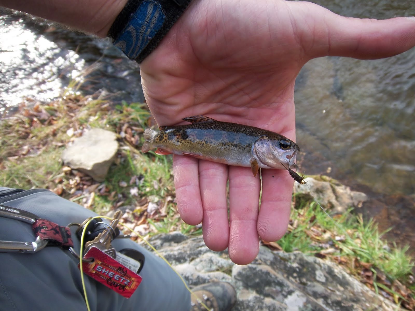 Grobe Anglers And Adventures Seneca Creek West Virginia