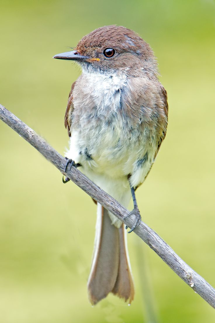 Bird In Everything: Birds Of Eastern North America