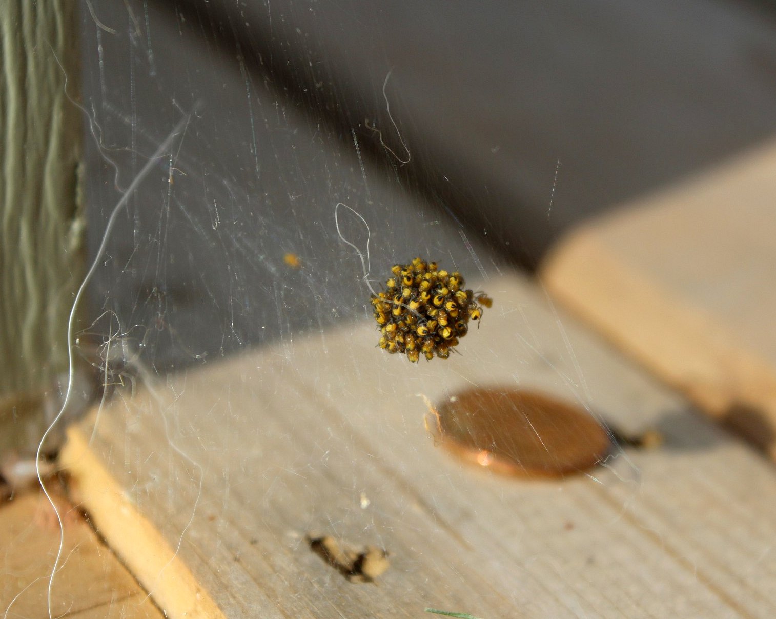 Baby Spiders!