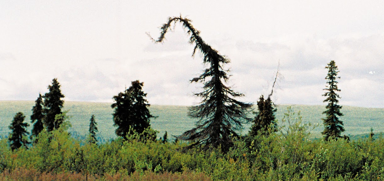 Alaska's Black Spruce Trees The Template For Dr. Seuss