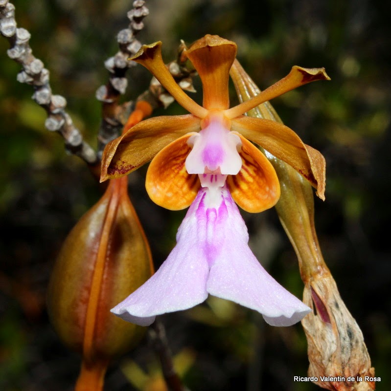 Ricardo's Blog, : Flower variability 