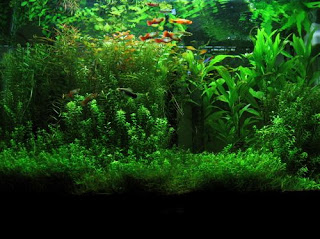 200 Referensi Desain Dan Model Aquascape Berdasarkan Tema https://www.faktapopuler.com/2018/12/200-referensi-desain-dan-model.html