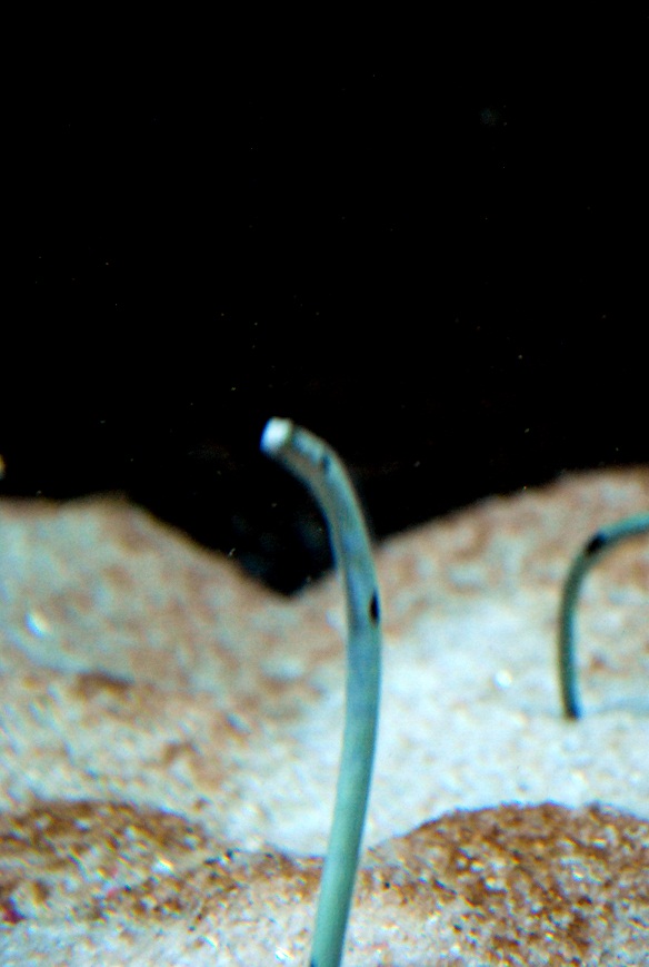 Fishes Fin Spotted Garden Eels